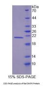Rat Dystrophia Myotonica Protein Kinase (DMPK) Protein
