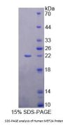Human Myocyte Specific Enhancer Factor 2A (MEF2A) Protein