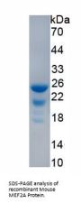 Mouse Myocyte Specific Enhancer Factor 2A (MEF2A) Protein
