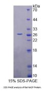 Rat Nuclear Autoantigenic Sperm Protein, Histone Binding (NASP) Protein