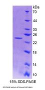 Mouse Ninein (NIN) Protein