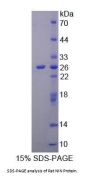 Rat Ninein (NIN) Protein