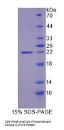 Mouse Olfactomedin 3 (OLFM3) Protein