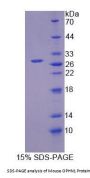 Mouse Oligophrenin 1 (OPHN1) Protein