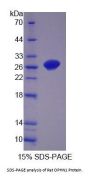 Rat Oligophrenin 1 (OPHN1) Protein