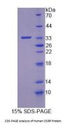 Human Oxysterol Binding Protein (OSBP) Protein