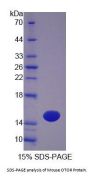 Mouse Otoraplin (OTOR) Protein