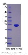 Human Optic Atrophy 3 (OPA3) Protein