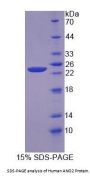 Human Anoctamin 2 (ANO2) Protein
