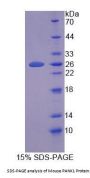Mouse Pantothenate Kinase 1 (PANK1) Protein