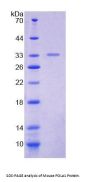 Mouse Polymerase DNA Directed Alpha 1 (POLa1) Protein