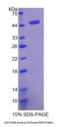 Mouse Podoplanin (PDPN) Protein
