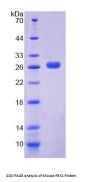Mouse Peroxisomal Biogenesis Factor 1 (PEX1) Protein