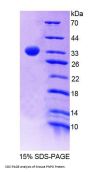 Mouse Pyridoxamine-5'-Phosphate Oxidase (PNPO) Protein