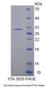 Mouse Pituitary Tumor Transforming 1 (PTTG1) Protein