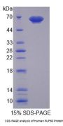 Human Poly U Binding Splicing Factor 60 kDa (PUF60) Protein