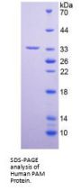 Human Peptidylglycine Alpha Amidating Monooxygenase (PAM) Protein