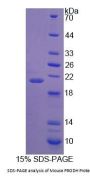 Mouse Proline Dehydrogenase, Mitochondrial (PRODH) Protein