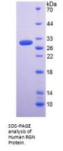 Human Regucalcin (RGN) Protein