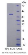 Mouse Regucalcin (RGN) Protein