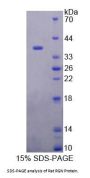 Rat Regucalcin (RGN) Protein
