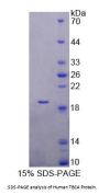 Human Tubulin Folding Cofactor A (TBCA) Protein