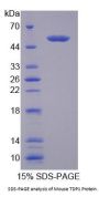 Mouse Tyrosyl DNA Phosphodiesterase 1 (TDP1) Protein
