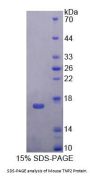 Mouse Transition Protein 2 (TNP2) Protein