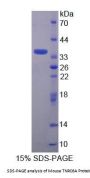 Mouse Trinucleotide Repeat Containing Protein 6A (TNRC6A) Protein