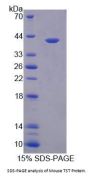 Mouse Thiosulfate Sulfurtransferase (TST) Protein