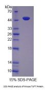 Mouse Tuftelin (TUFT) Protein