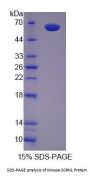 Mouse Secernin 1 (SCRN1) Protein