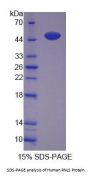 Human Renalase (RNLS) Protein