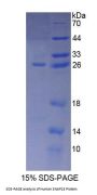 Human Synaptosomal Associated Protein 23 kDa (SNAP23) Protein