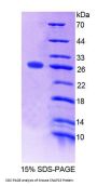 Mouse Synaptosomal Associated Protein 23 kDa (SNAP23) Protein