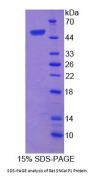 Rat Synuclein Alpha Interacting Protein 1 (SNCaIP1) Protein