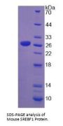 Mouse Sterol Regulatory Element Binding Transcription Factor 1 (SREBF1) Protein