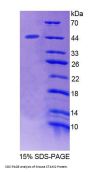 Mouse Signal Transducing Adaptor Molecule 2 (STAM2) Protein