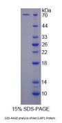 Rat Surfeit 1 (SURF1) Protein