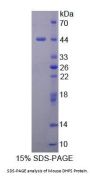 Mouse Deoxyhypusine Synthase (DHPS) Protein