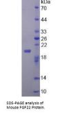 Mouse Fibroblast Growth Factor 22 (FGF22) Protein