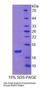 Mouse Platelet Derived Growth Factor C (PDGFC) Protein