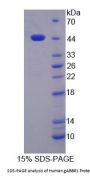 Human Gamma-Aminobutyric Acid B Receptor 1 (gABBR1) Protein