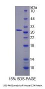 Mouse Clathrin, Light Polypeptide A (CLTA) Protein