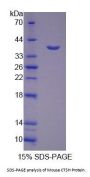 Mouse Cathepsin H (CTSH) Protein