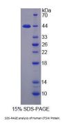 Human Cathepsin W (CTSW) Protein