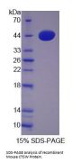 Mouse Cathepsin W (CTSW) Protein