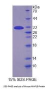 Mouse Microtubule Associated Protein 1B (MAP1B) Protein