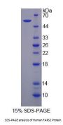 Human Phenylalanyl tRNA Synthetase 2, Mitochondrial (FARS2) Protein