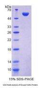 Mouse Phenylalanyl tRNA Synthetase 2, Mitochondrial (FARS2) Protein